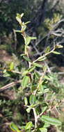 Image of Bursaria incana Lindl.