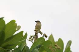 Image of Jungle Prinia