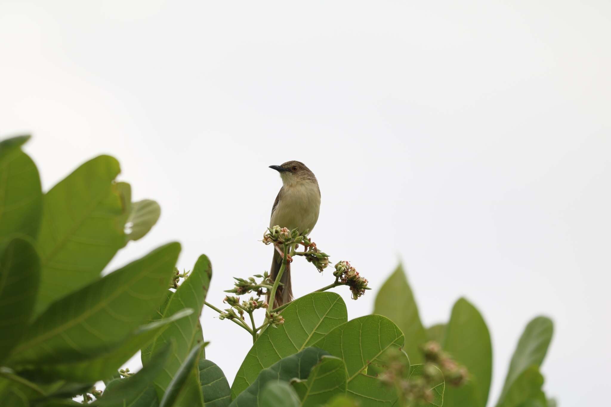 Image of Jungle Prinia