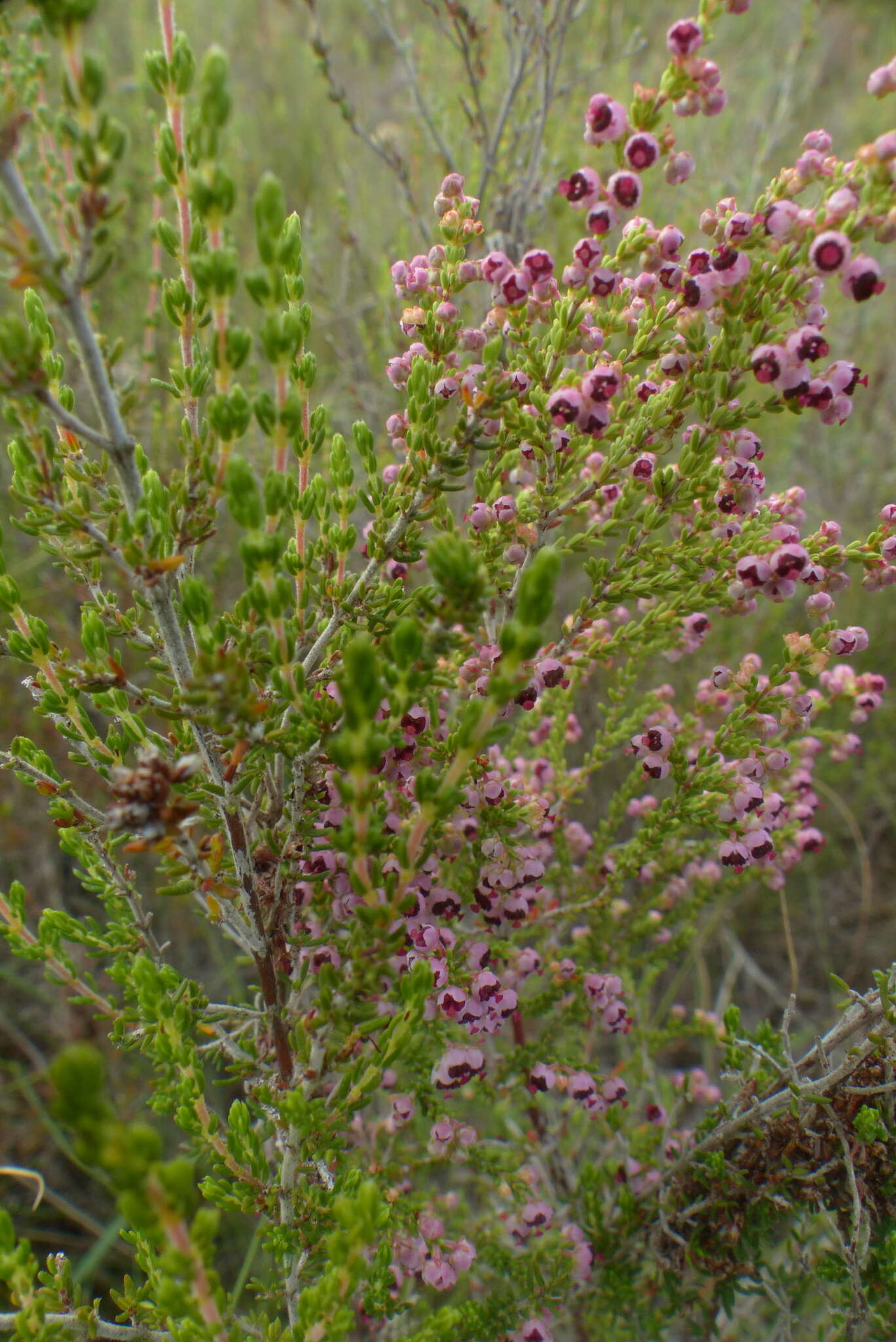 Image of Erica peltata Andr.