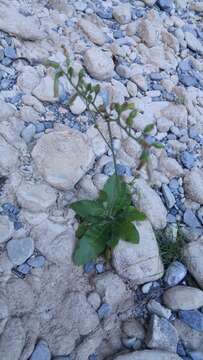 Image of Nicotiana nudicaulis S. Watson