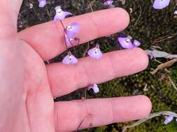 Image of Utricularia grampiana R. W. Jobson