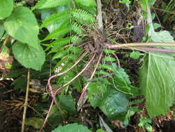 Image of Leptostelma catharinense (Cabrera) A. M. Teles & Sobral