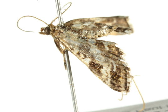 Image of <i>Diasemiopsis ramburialis</i> Duponchel 1834