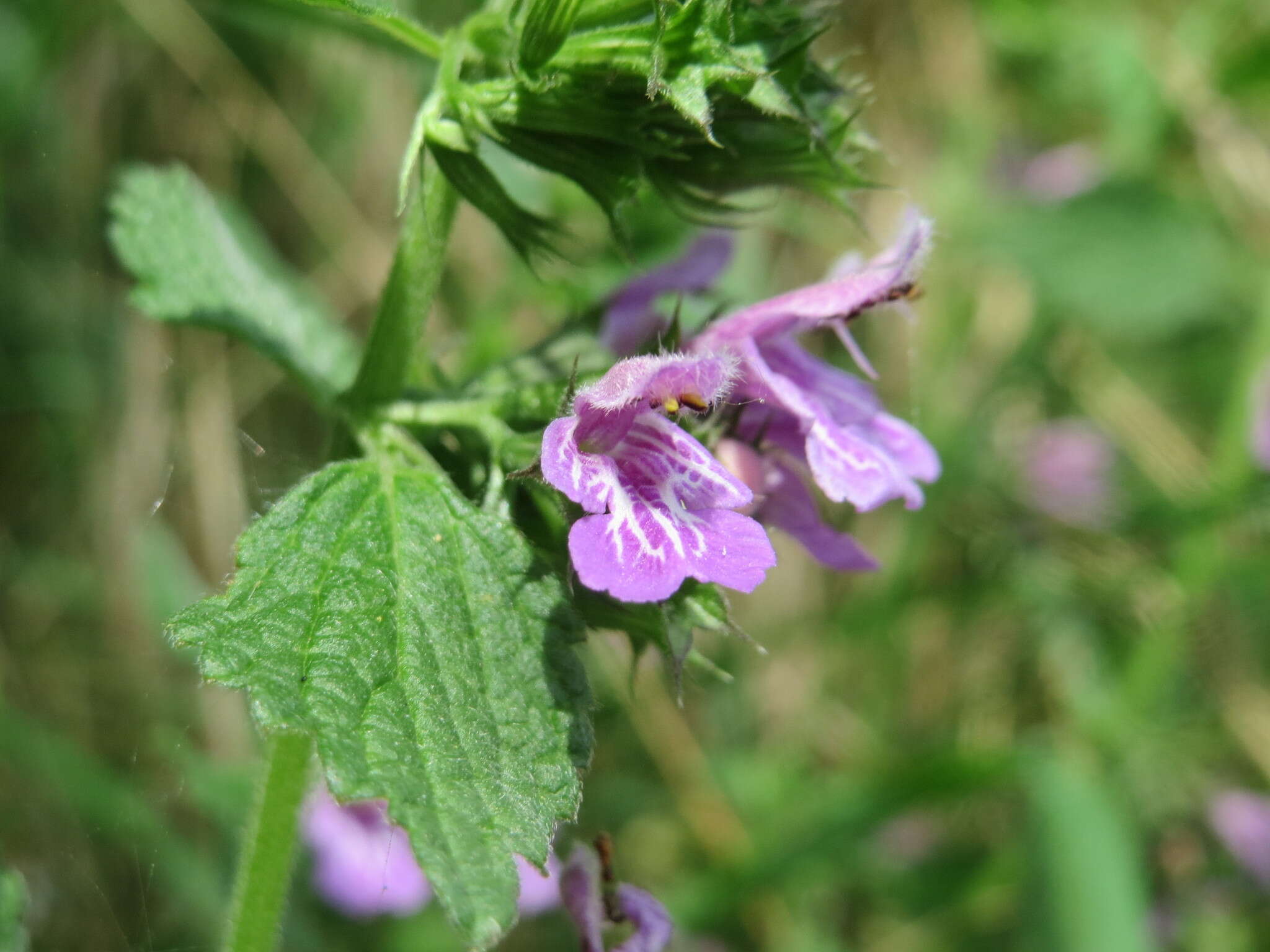 Image of black horehound