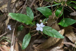 Image de Pseuderanthemum variabile (R. Br.) Radlk.