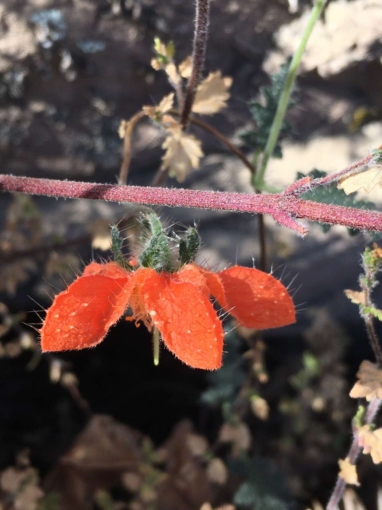 Image of Caiophora cirsiifolia C. Presl