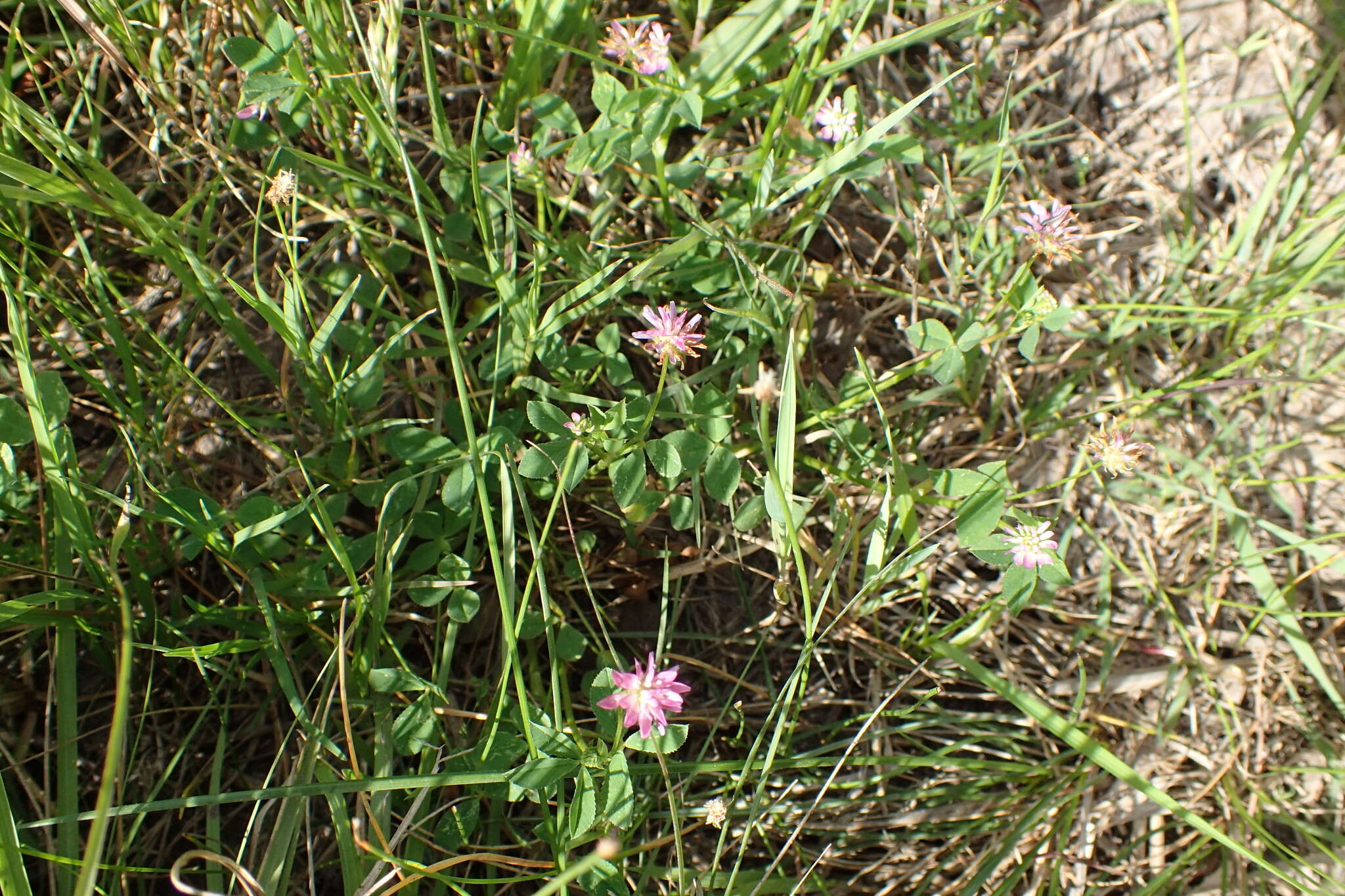 Image of reversed clover