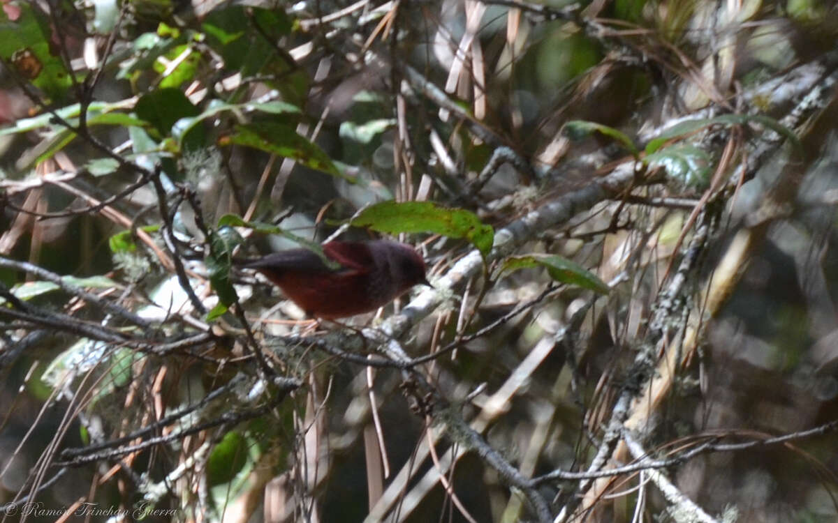 Image of Pink-headed Warbler