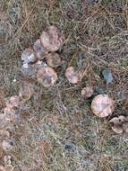 Image of Tricholoma batschii Gulden 1969