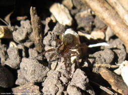 Image of Lycosidae