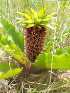 Imagem de Eucomis montana Compton