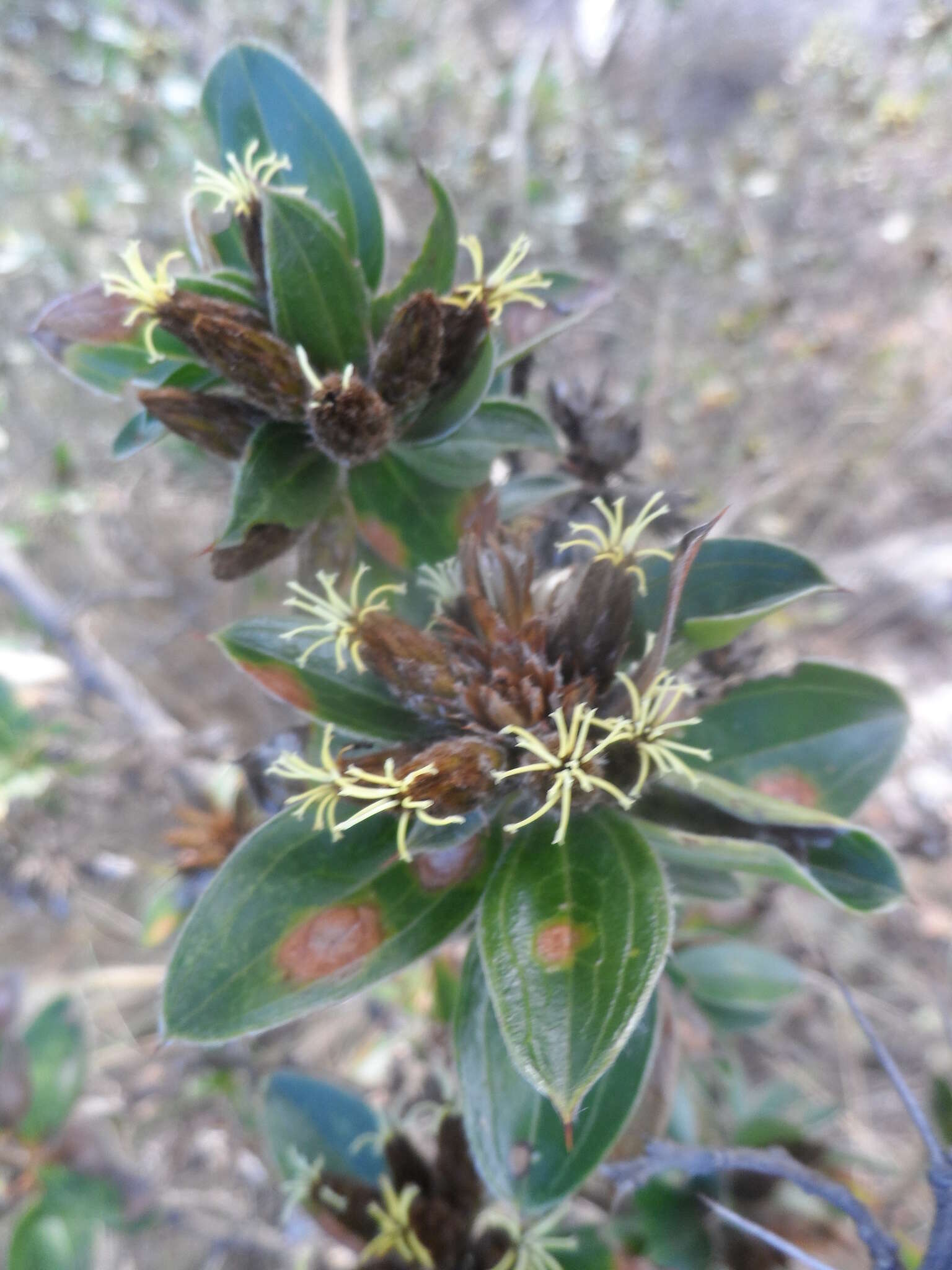 Image of Dasyphyllum ferox (Wedd.) Cabrera