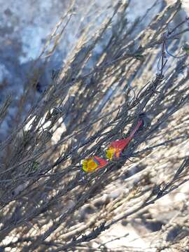 Image of Tropaeolum tricolor Sw.