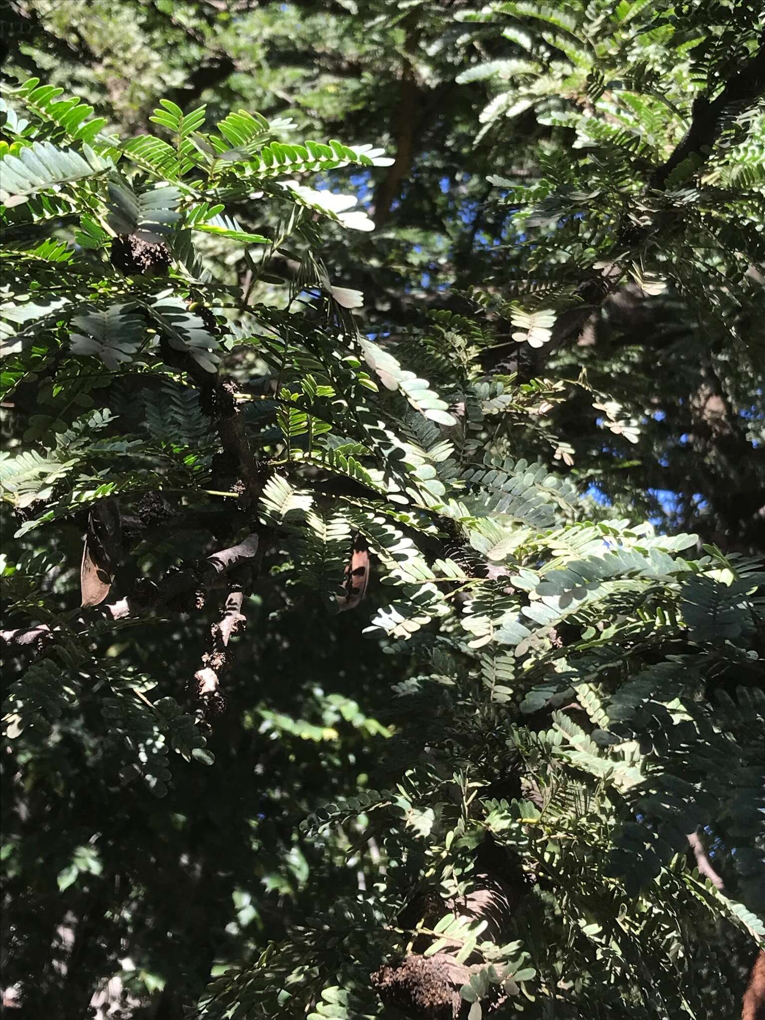 Imagem de Vachellia robusta (Burch.) Kyal. & Boatwr.