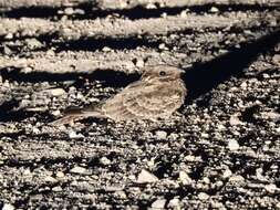 Image of Red-necked Nightjar