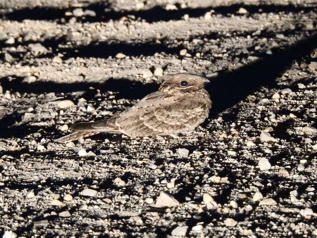 Image of Red-necked Nightjar