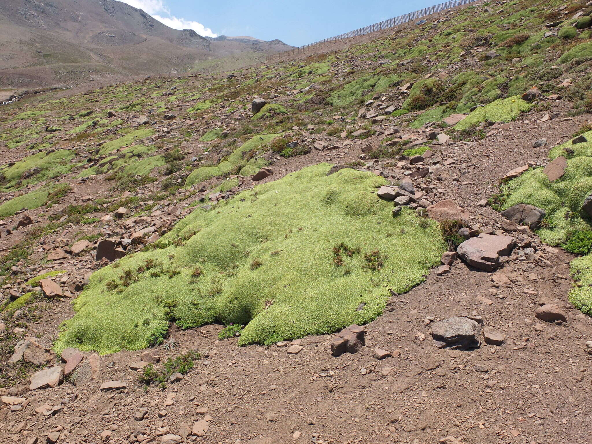 Image of Azorella ruizii G. M. Plunkett & A. N. Nicolas