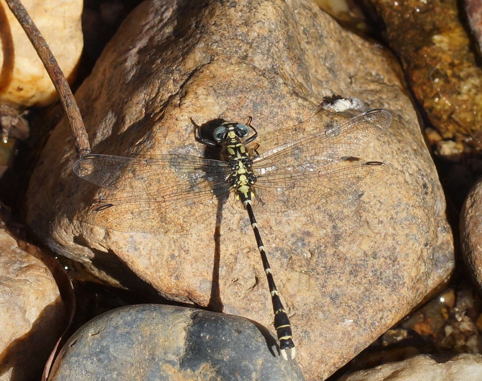 Image of Hemigomphus heteroclytus Selys 1854