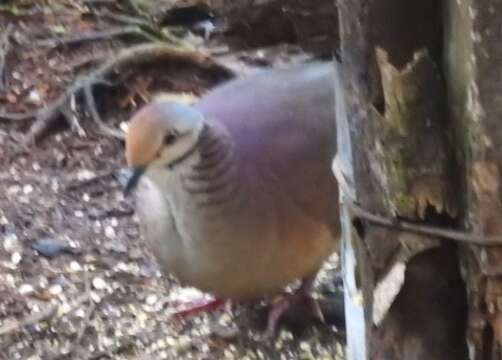 Image of Lined Quail-Dove