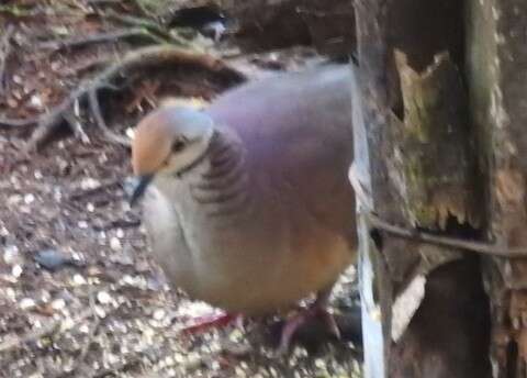 Image of Lined Quail-Dove