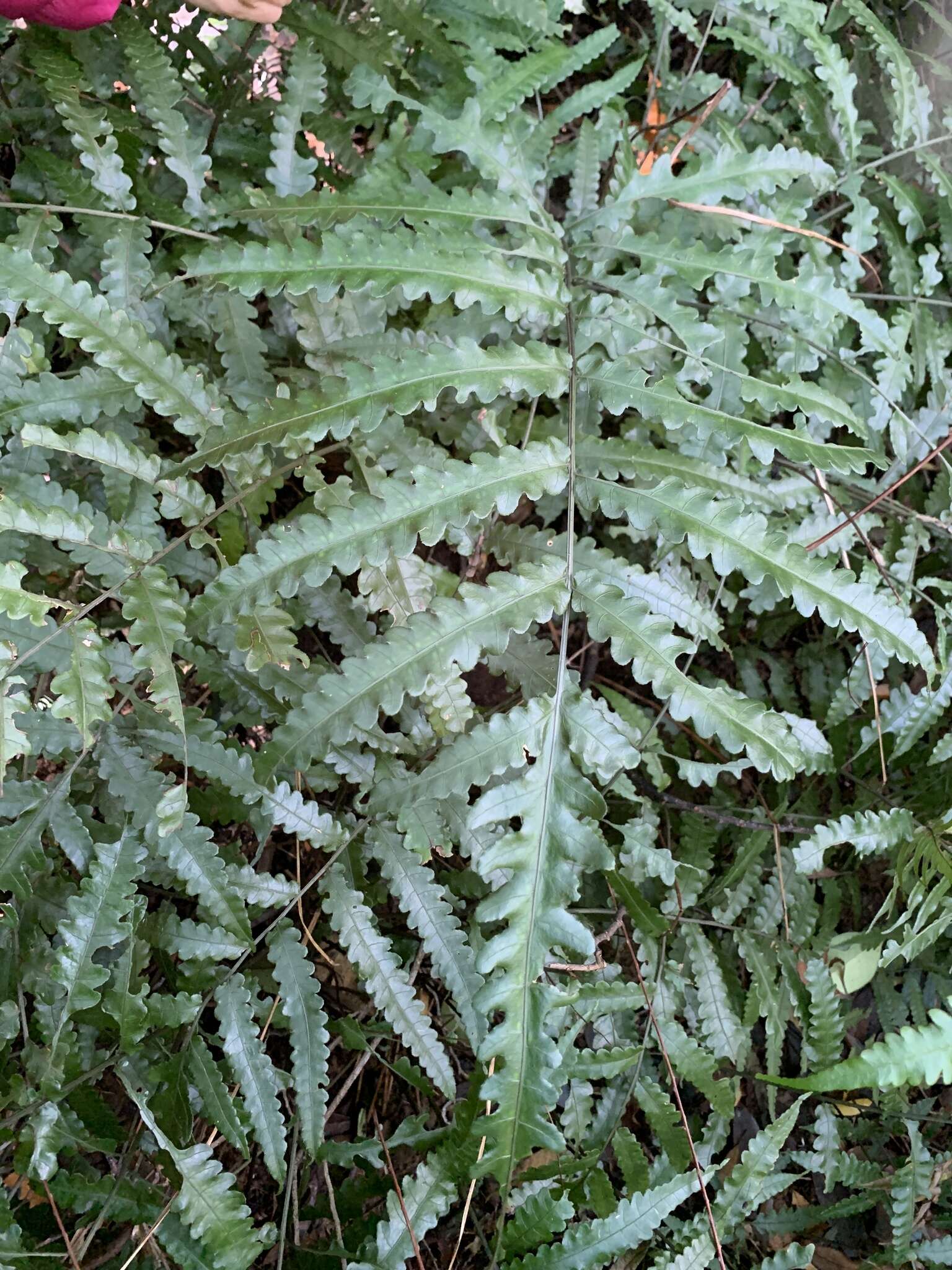 Image of Bolbitis subcordata (Copel.) Ching