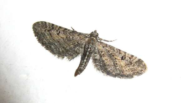 صورة Eupithecia boryata Rebel 1906