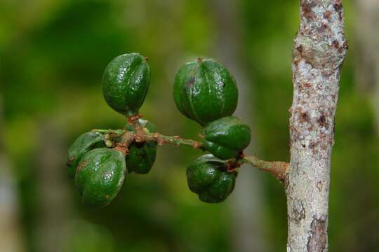 Image of Lepidocupania glomeriflora (Radlk.) Buerki, Callm., Munzinger & Lowry