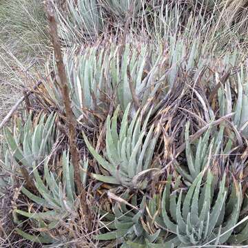 Hechtia perotensis I. Ramírez & Mart.-Correa的圖片