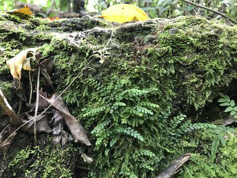 Image of Asplenium dentatum L.