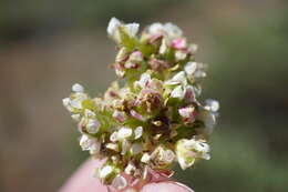 Image de Horkelia congesta subsp. nemorosa Keck