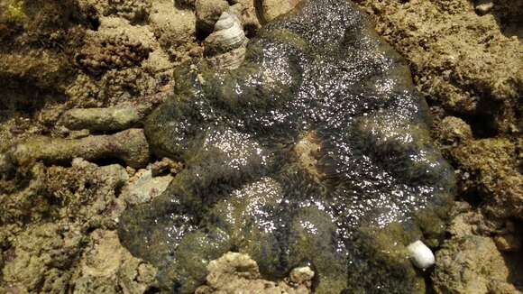 Image of Gigantic sea anemone