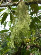 Image of needleleaf clubmoss