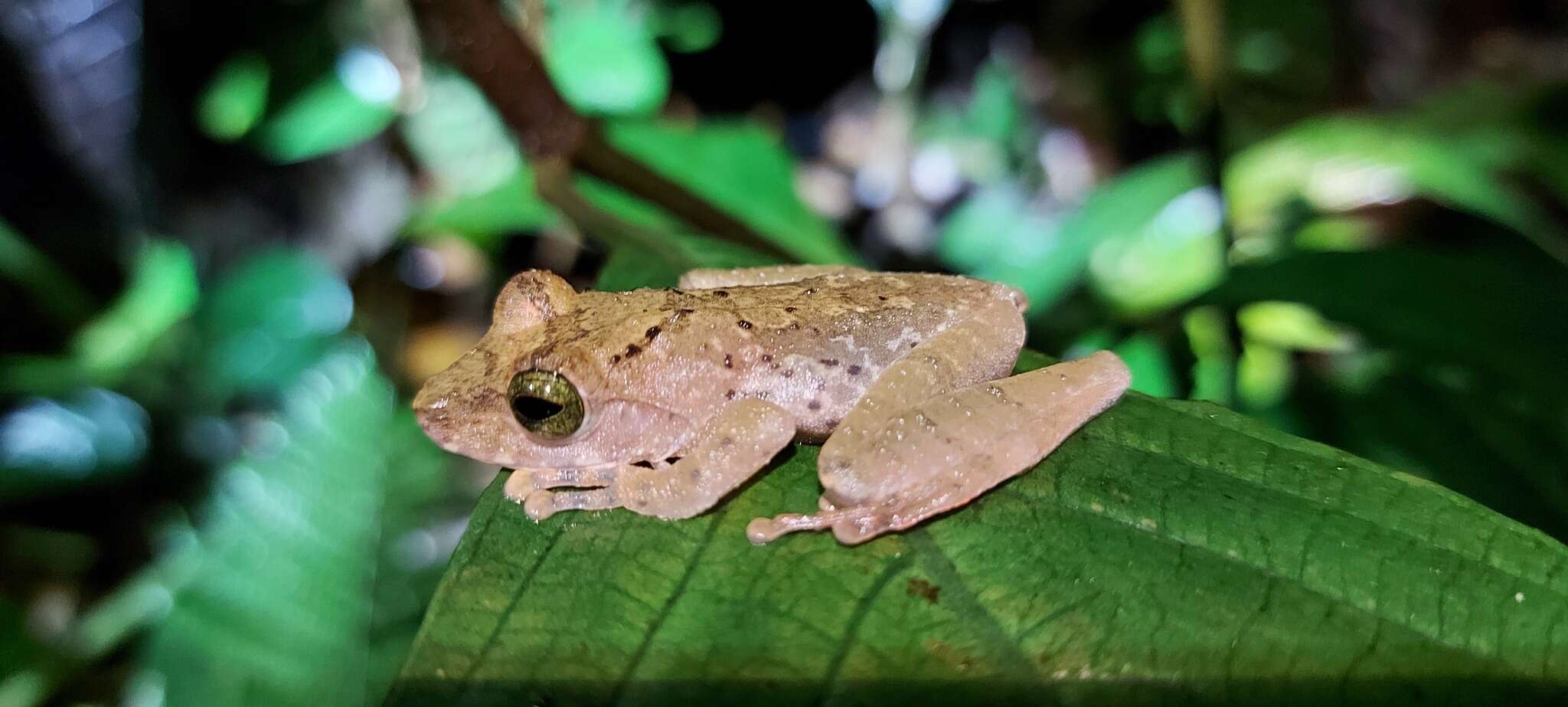 Image of Philautus hosii (Boulenger 1895)