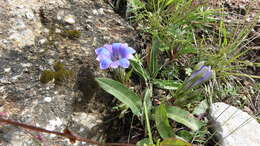 صورة Gentiana georgei Diels