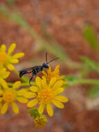 Image of Prionyx globosus (F. Smith 1856)