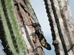 Image of Aguán Valley Iguana