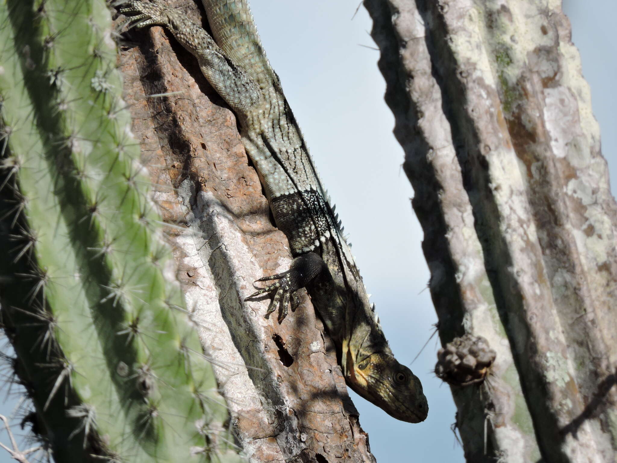 Image de Ctenosaura melanosterna Buckley & Axtell 1997