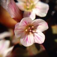 Image of Sierran Springbeauty