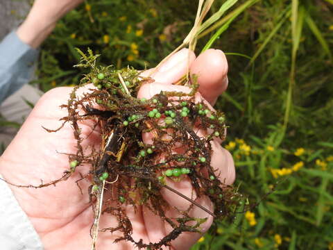 Image of <i>Nostoc coeruleum</i>