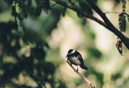 Image of White-browed Fantail