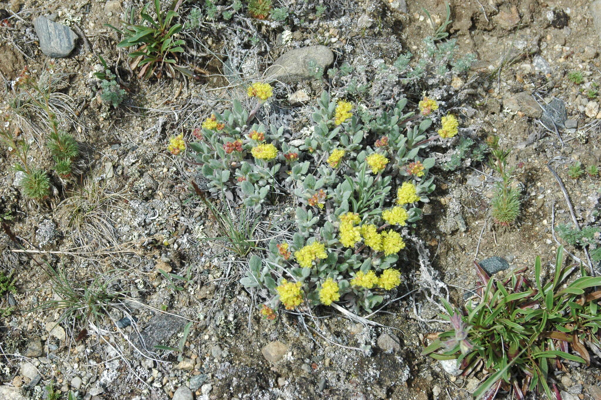 Image of alpine golden buckwheat