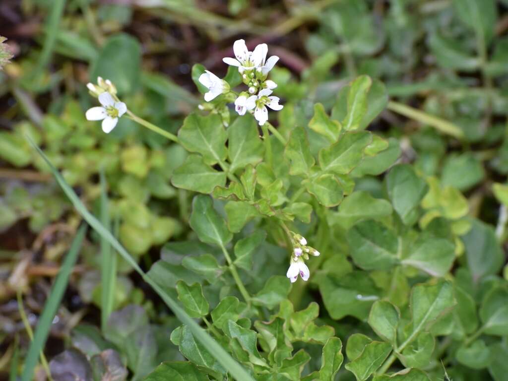 Image of Large Bittercress