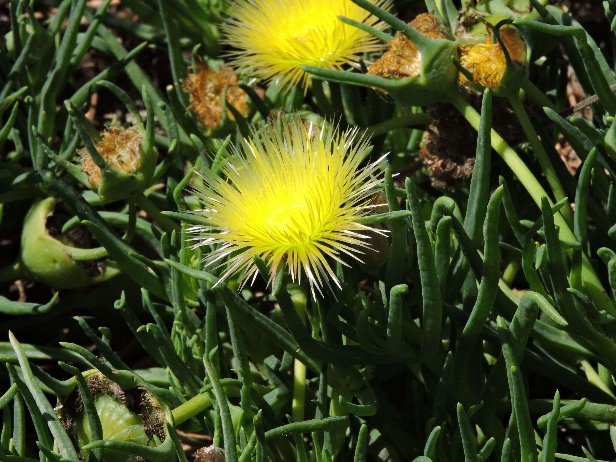 Image of narrow-leaved iceplant