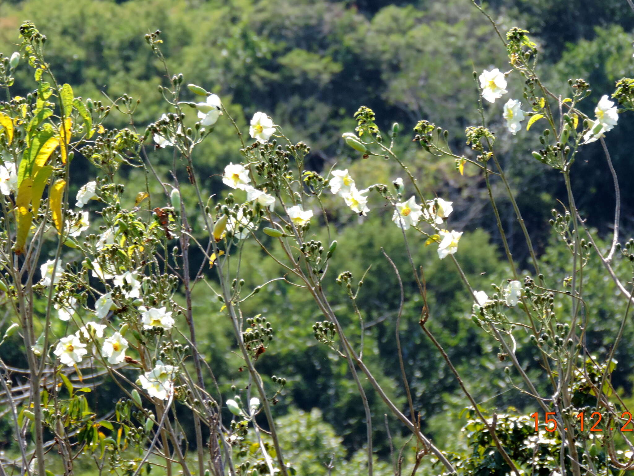 Image of Tree morning glory