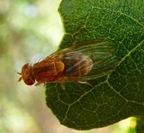 Minettia flaveola (Coquillett 1898)的圖片