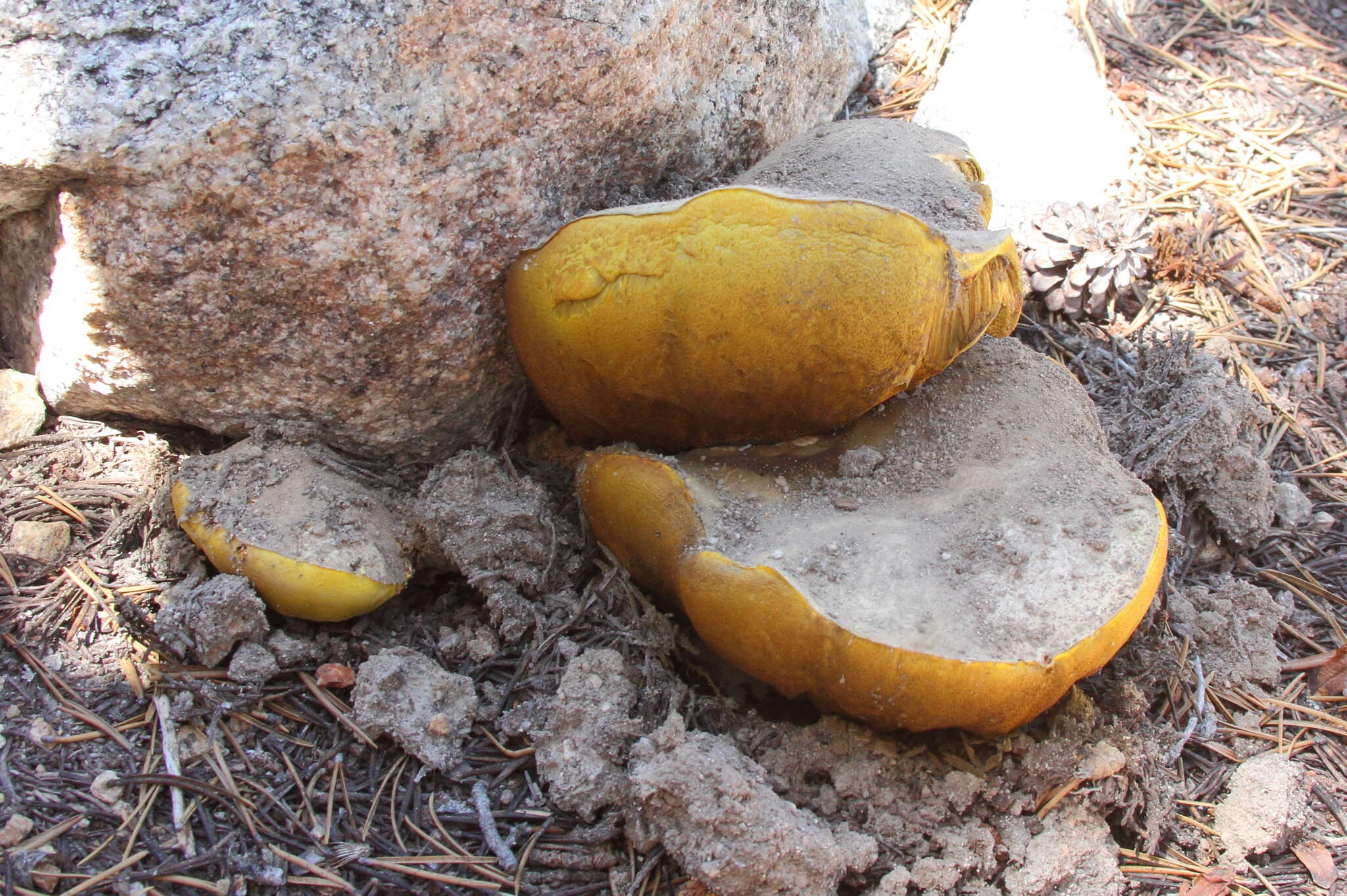 Image de Butyriboletus abieticola (Thiers) D. Arora & J. L. Frank 2014