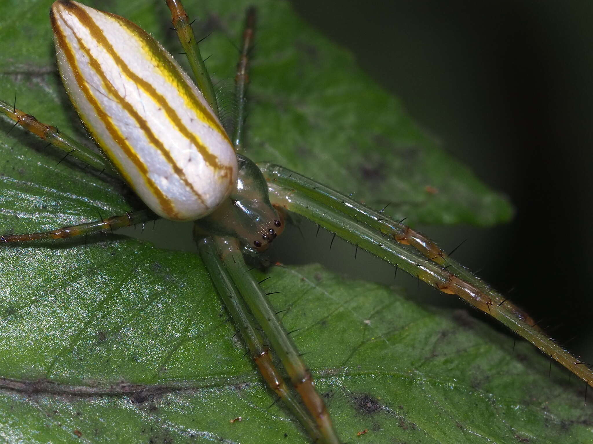 Image of Leucauge celebesiana (Walckenaer 1841)