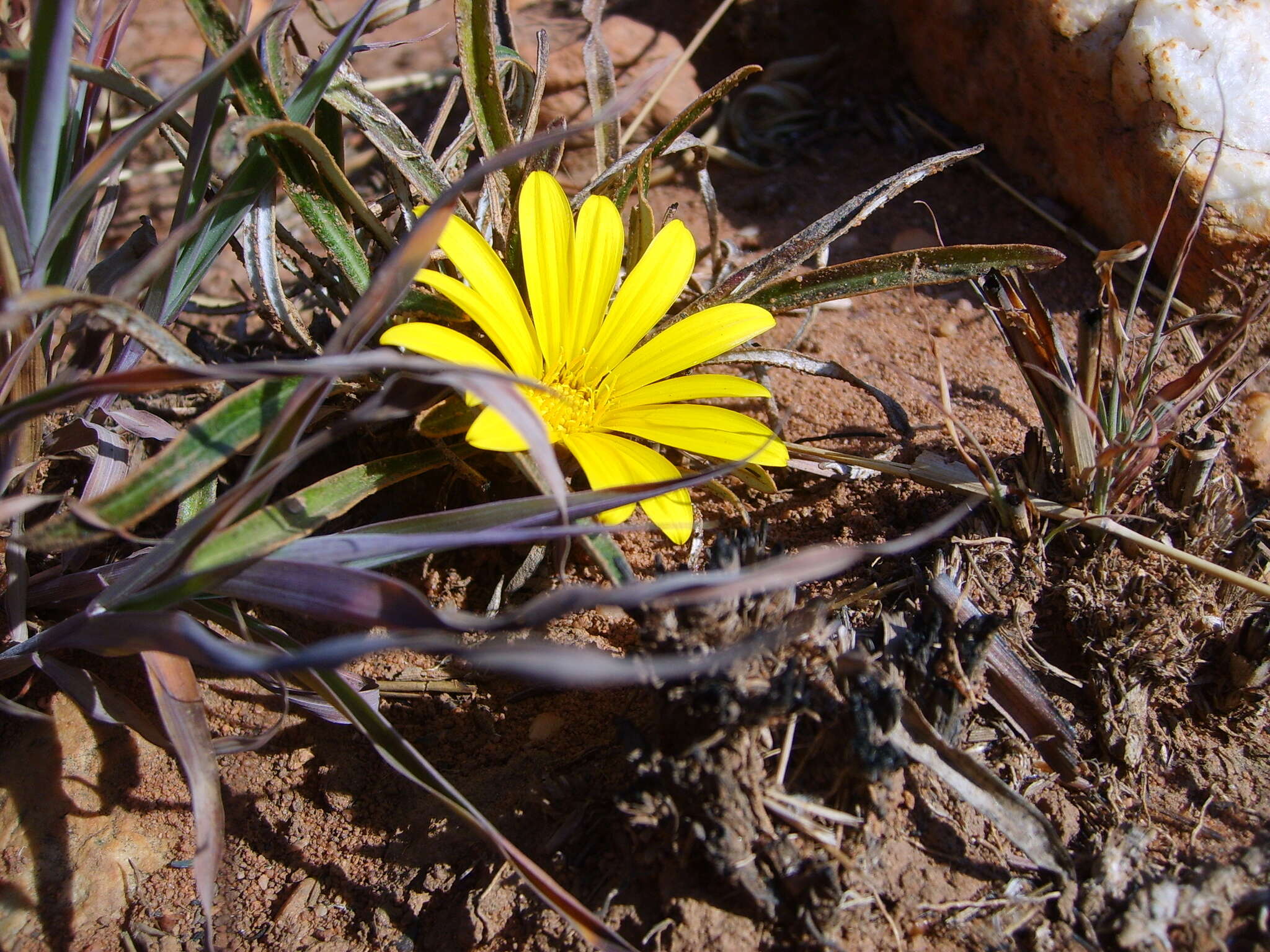 Image of Gazania krebsiana subsp. serrulata (DC.) Rössl.