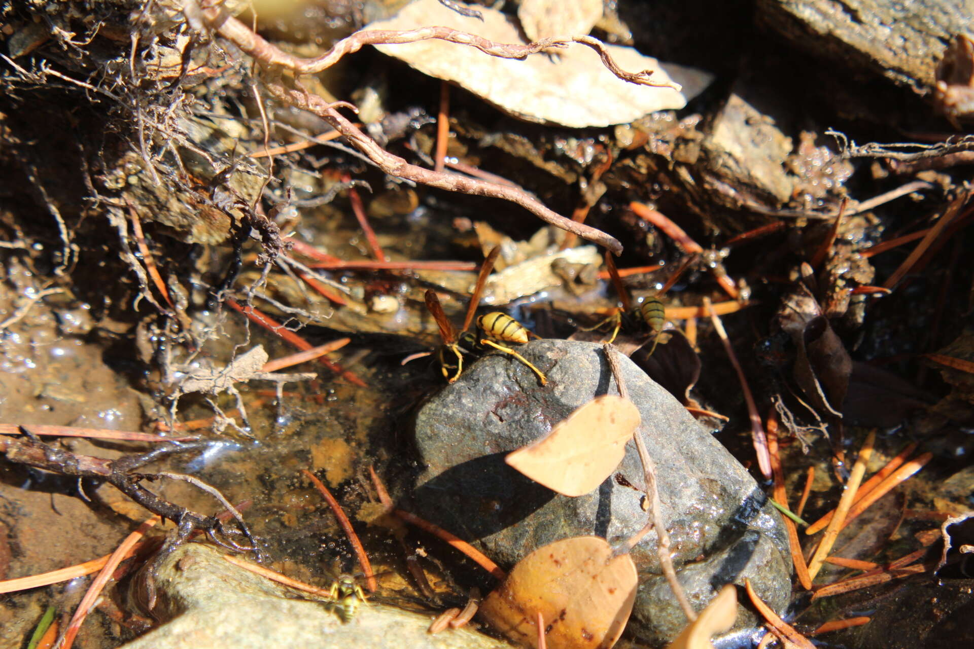 Image of Western Paper Wasp